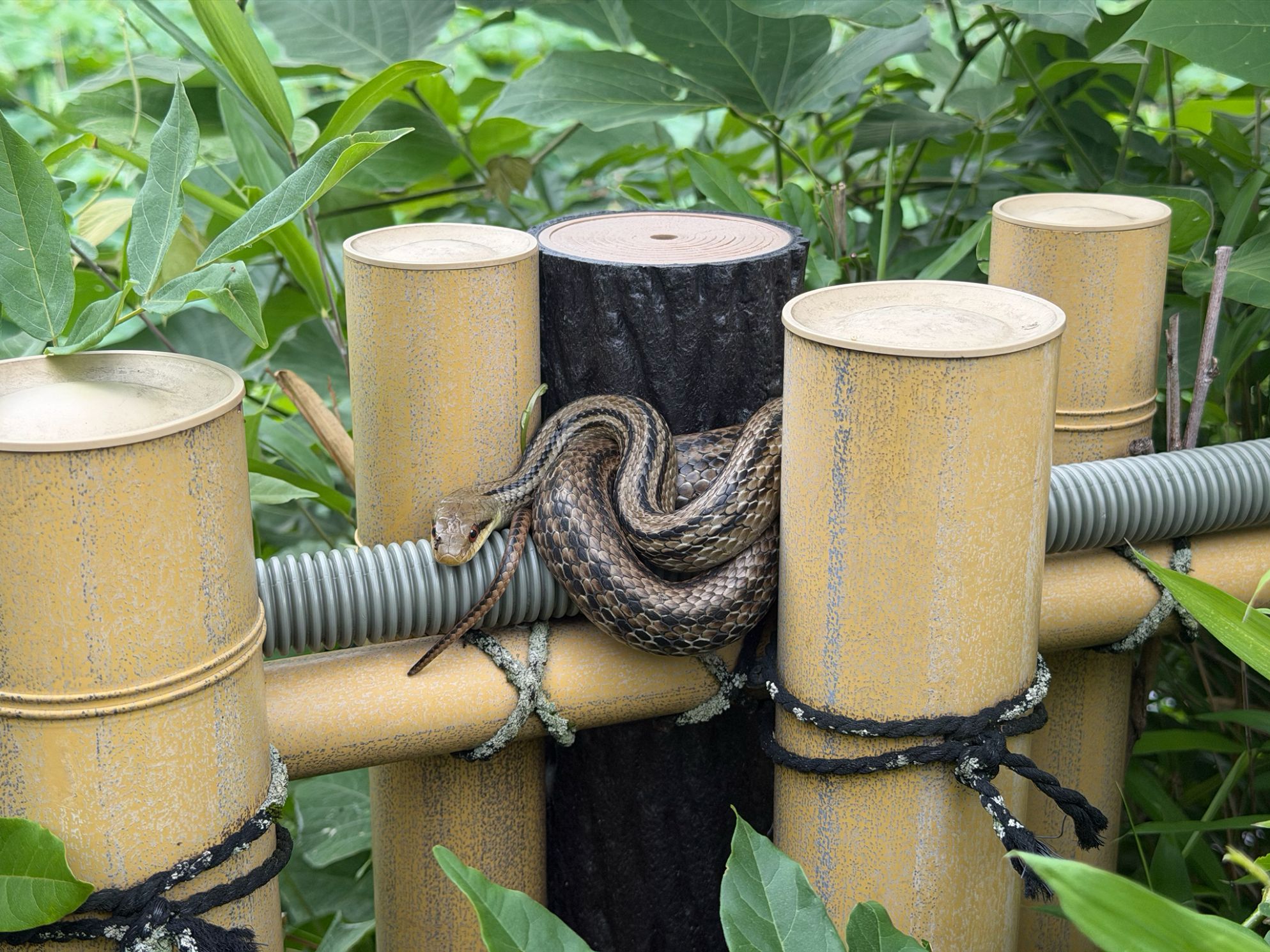 Japanese Four-lined Snake.jpg
